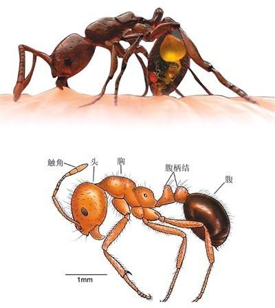 紅火蟻位列全球最危險入侵物種 已傳播至10余省份