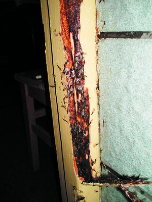 房屋裝修白蟻預防處理